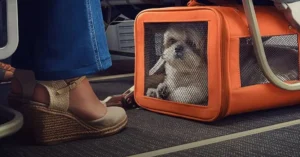 Pet Travel